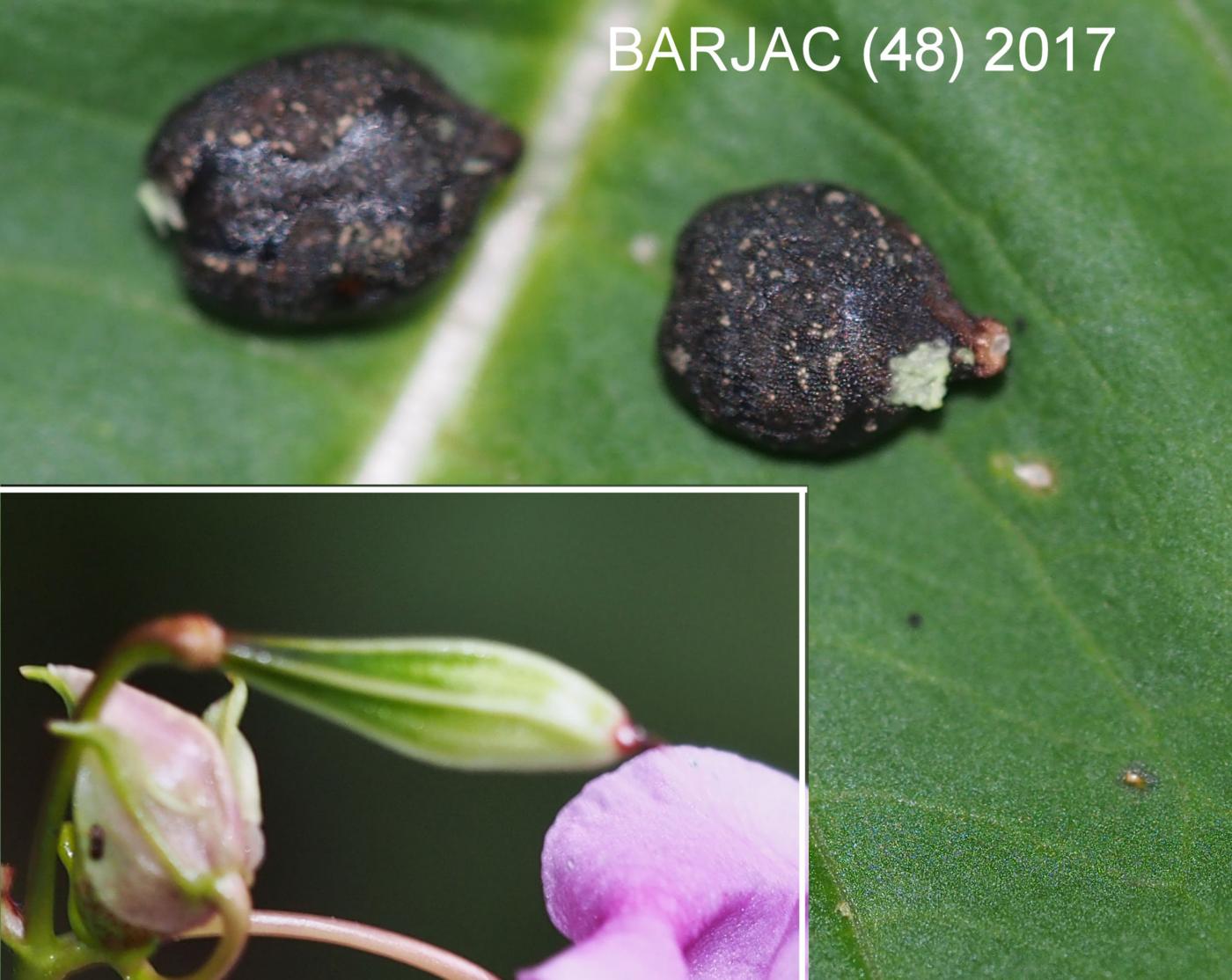 Balsam, Himalayan fruit